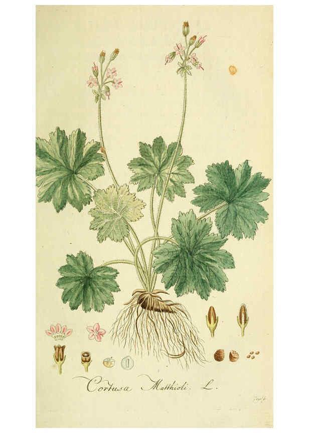 Reproducción/Reproduction 6033181206: Flora Europaea inchoata. fasc.1-7. Norimbergae :Ex Officina Raspeana,1797-1811