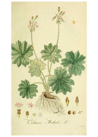 Reproducción/Reproduction 6033181206: Flora Europaea inchoata. fasc.1-7. Norimbergae :Ex Officina Raspeana,1797-1811