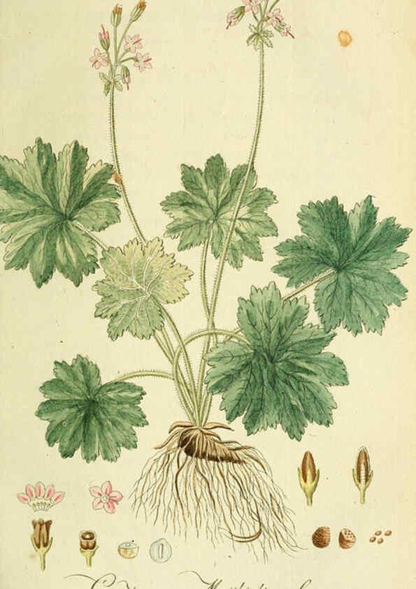 Reproducción/Reproduction 6033181206: Flora Europaea inchoata. fasc.1-7. Norimbergae :Ex Officina Raspeana,1797-1811