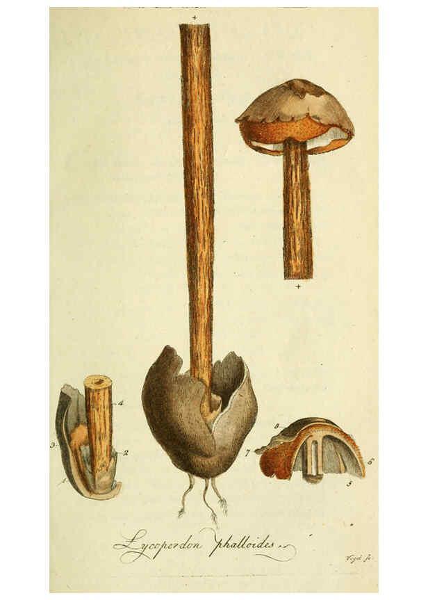 Reproducción/Reproduction 6032623237: Flora Europaea inchoata. fasc.1-7. Norimbergae :Ex Officina Raspeana,1797-1811