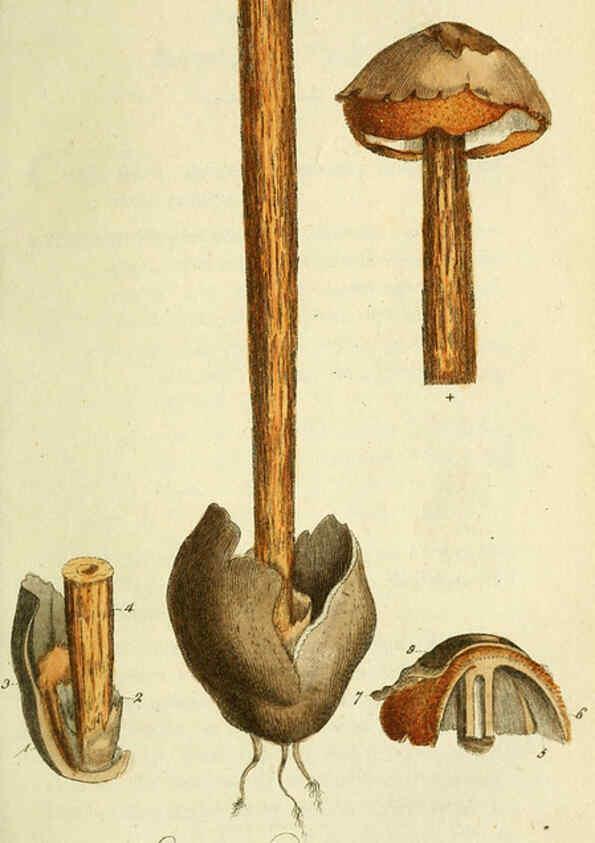 Reproducción/Reproduction 6032623237: Flora Europaea inchoata. fasc.1-7. Norimbergae :Ex Officina Raspeana,1797-1811