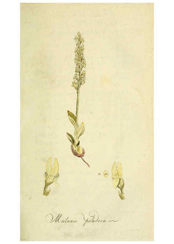 Reproducción/Reproduction 6033181924: Flora Europaea inchoata. fasc.1-7. Norimbergae :Ex Officina Raspeana,1797-1811
