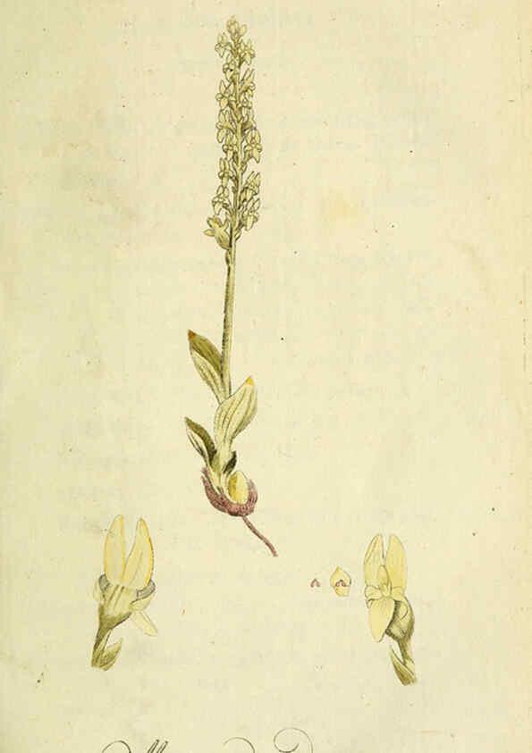 Reproducción/Reproduction 6033181924: Flora Europaea inchoata. fasc.1-7. Norimbergae :Ex Officina Raspeana,1797-1811