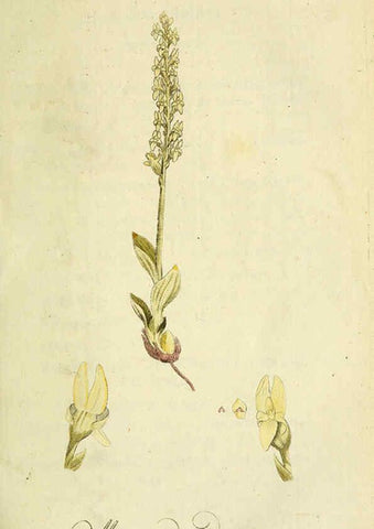 Reproducción/Reproduction 6033181924: Flora Europaea inchoata. fasc.1-7. Norimbergae :Ex Officina Raspeana,1797-1811