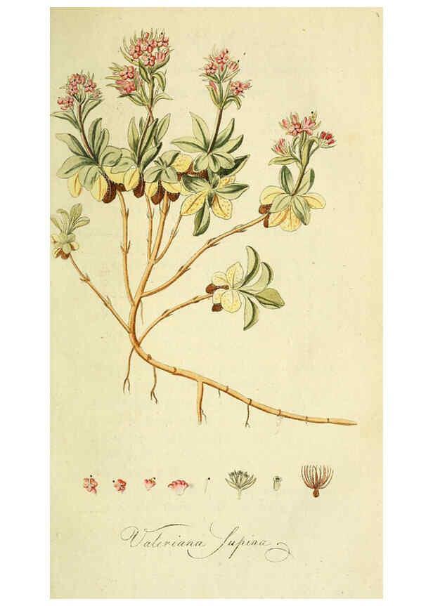 Reproducción/Reproduction 6033182174: Flora Europaea inchoata. fasc.1-7. Norimbergae :Ex Officina Raspeana,1797-1811