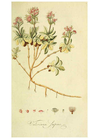 Reproducción/Reproduction 6033182174: Flora Europaea inchoata. fasc.1-7. Norimbergae :Ex Officina Raspeana,1797-1811