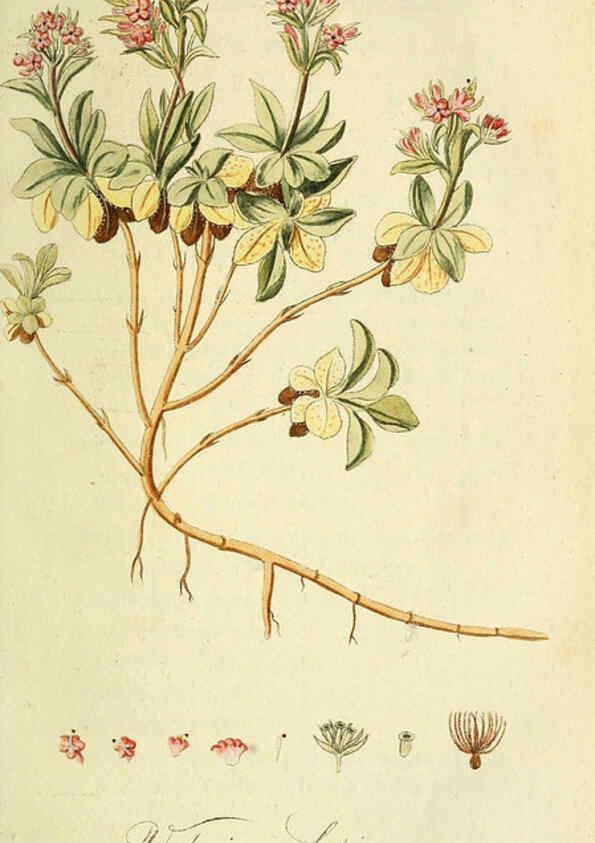 Reproducción/Reproduction 6033182174: Flora Europaea inchoata. fasc.1-7. Norimbergae :Ex Officina Raspeana,1797-1811