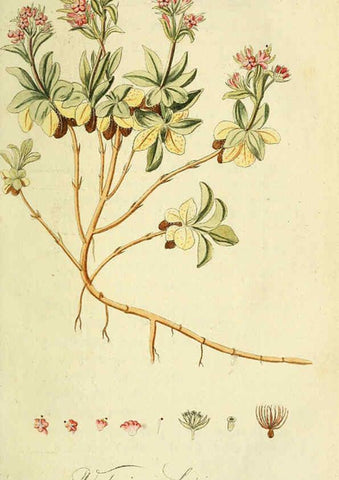 Reproducción/Reproduction 6033182174: Flora Europaea inchoata. fasc.1-7. Norimbergae :Ex Officina Raspeana,1797-1811