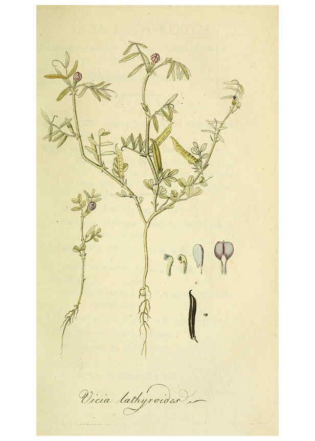 Reproducción/Reproduction 6033182438: Flora Europaea inchoata. fasc.1-7. Norimbergae :Ex Officina Raspeana,1797-1811