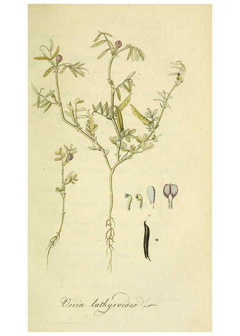 Reproducción/Reproduction 6033182438: Flora Europaea inchoata. fasc.1-7. Norimbergae :Ex Officina Raspeana,1797-1811
