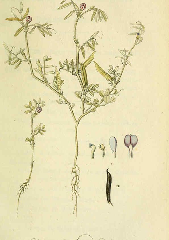 Reproducción/Reproduction 6033182438: Flora Europaea inchoata. fasc.1-7. Norimbergae :Ex Officina Raspeana,1797-1811