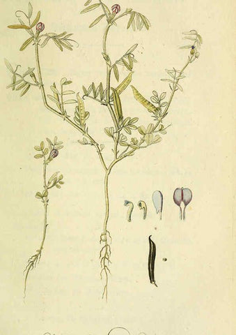 Reproducción/Reproduction 6033182438: Flora Europaea inchoata. fasc.1-7. Norimbergae :Ex Officina Raspeana,1797-1811