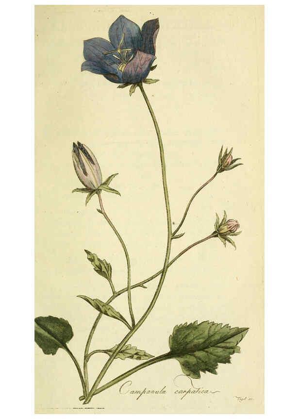 Reproducción/Reproduction 6033182732: Flora Europaea inchoata. fasc.1-7. Norimbergae :Ex Officina Raspeana,1797-1811