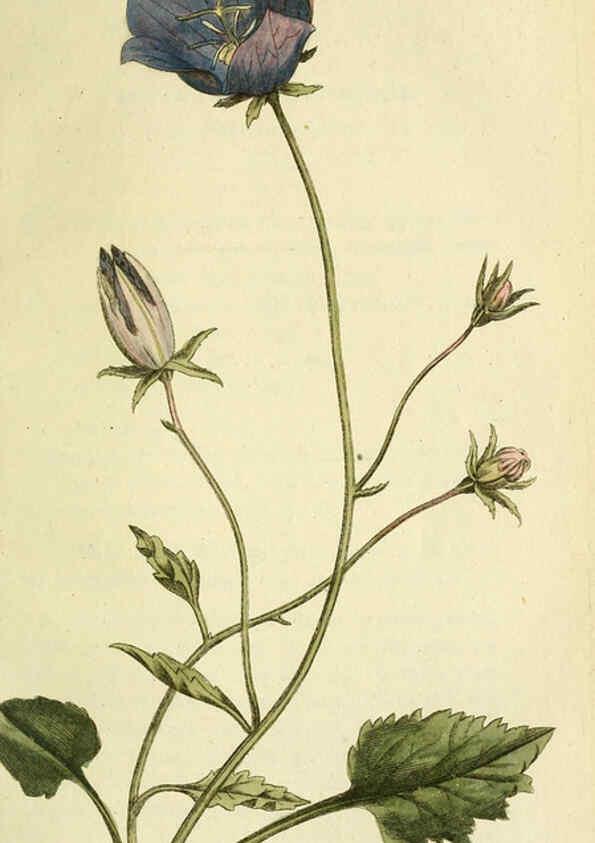 Reproducción/Reproduction 6033182732: Flora Europaea inchoata. fasc.1-7. Norimbergae :Ex Officina Raspeana,1797-1811