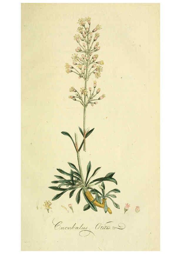 Reproducción/Reproduction 6033183072: Flora Europaea inchoata. fasc.1-7. Norimbergae :Ex Officina Raspeana,1797-1811
