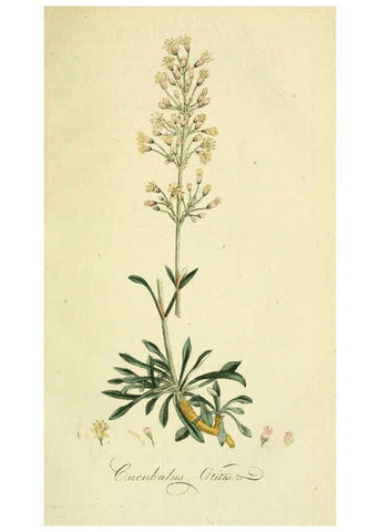 Reproducción/Reproduction 6033183072: Flora Europaea inchoata. fasc.1-7. Norimbergae :Ex Officina Raspeana,1797-1811