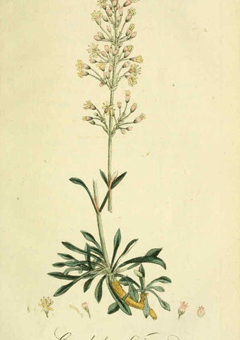 Reproducción/Reproduction 6033183072: Flora Europaea inchoata. fasc.1-7. Norimbergae :Ex Officina Raspeana,1797-1811