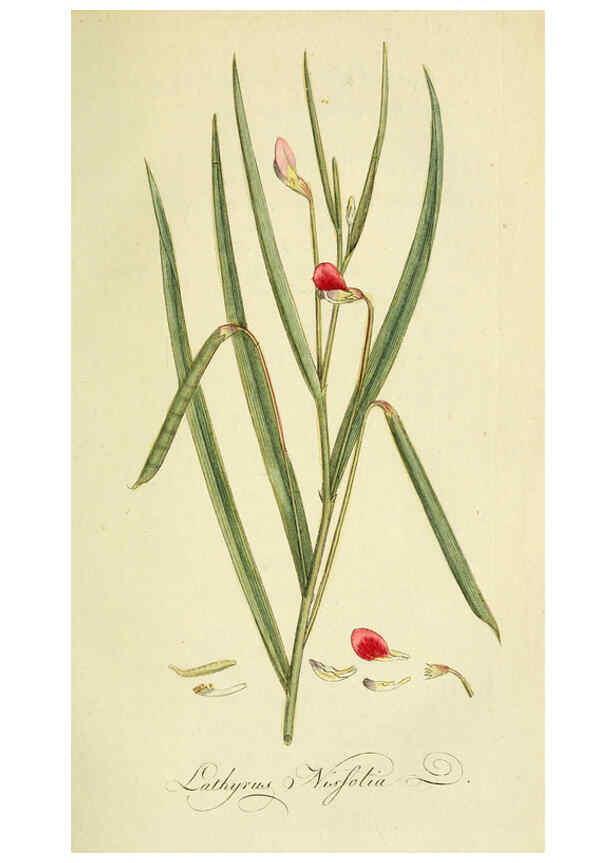 Reproducción/Reproduction 6032622147: Flora Europaea inchoata. fasc.1-7. Norimbergae :Ex Officina Raspeana,1797-1811