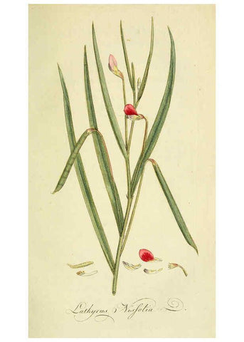 Reproducción/Reproduction 6032622147: Flora Europaea inchoata. fasc.1-7. Norimbergae :Ex Officina Raspeana,1797-1811