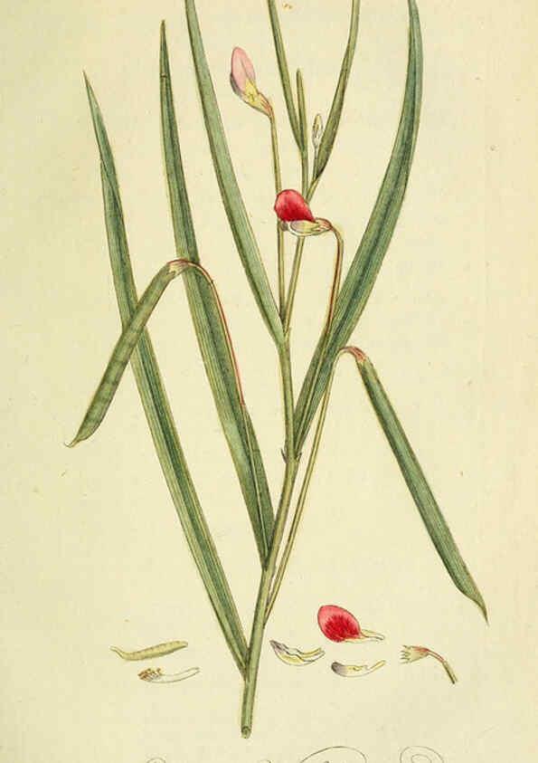 Reproducción/Reproduction 6032622147: Flora Europaea inchoata. fasc.1-7. Norimbergae :Ex Officina Raspeana,1797-1811