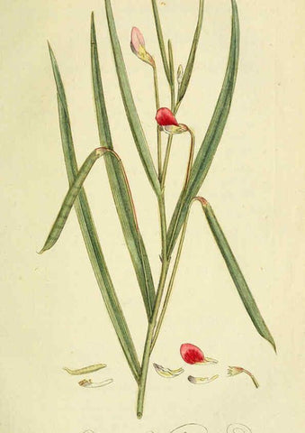 Reproducción/Reproduction 6032622147: Flora Europaea inchoata. fasc.1-7. Norimbergae :Ex Officina Raspeana,1797-1811