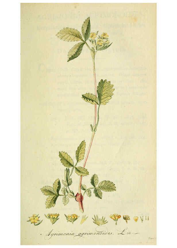 Reproducción/Reproduction 6032626615: Flora Europaea inchoata. fasc.1-7. Norimbergae :Ex Officina Raspeana,1797-1811