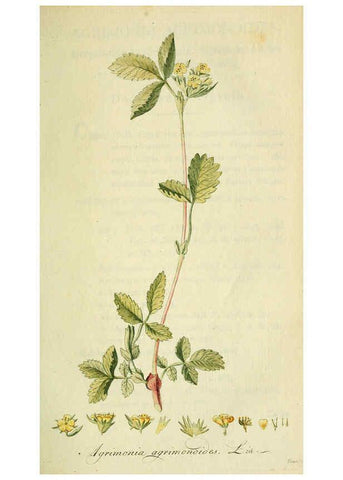 Reproducción/Reproduction 6032626615: Flora Europaea inchoata. fasc.1-7. Norimbergae :Ex Officina Raspeana,1797-1811