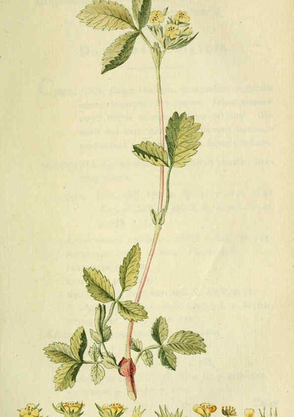 Reproducción/Reproduction 6032626615: Flora Europaea inchoata. fasc.1-7. Norimbergae :Ex Officina Raspeana,1797-1811