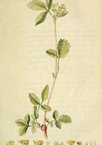 Reproducción/Reproduction 6032626615: Flora Europaea inchoata. fasc.1-7. Norimbergae :Ex Officina Raspeana,1797-1811