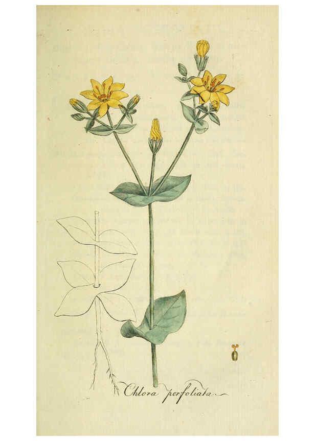 Reproducción/Reproduction 6033185592: Flora Europaea inchoata. fasc.1-7. Norimbergae :Ex Officina Raspeana,1797-1811
