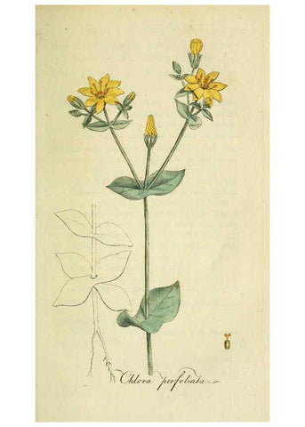 Reproducción/Reproduction 6033185592: Flora Europaea inchoata. fasc.1-7. Norimbergae :Ex Officina Raspeana,1797-1811