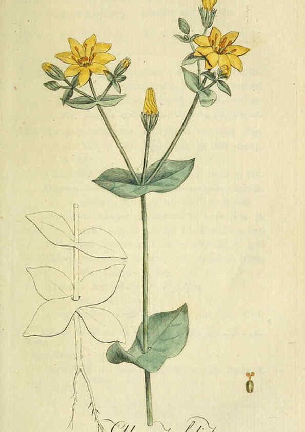 Reproducción/Reproduction 6033185592: Flora Europaea inchoata. fasc.1-7. Norimbergae :Ex Officina Raspeana,1797-1811