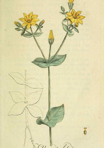 Reproducción/Reproduction 6033185592: Flora Europaea inchoata. fasc.1-7. Norimbergae :Ex Officina Raspeana,1797-1811