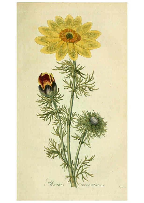 Reproducción/Reproduction 6033185922: Flora Europaea inchoata. fasc.1-7. Norimbergae :Ex Officina Raspeana,1797-1811