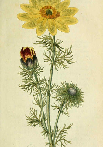 Reproducción/Reproduction 6033185922: Flora Europaea inchoata. fasc.1-7. Norimbergae :Ex Officina Raspeana,1797-1811