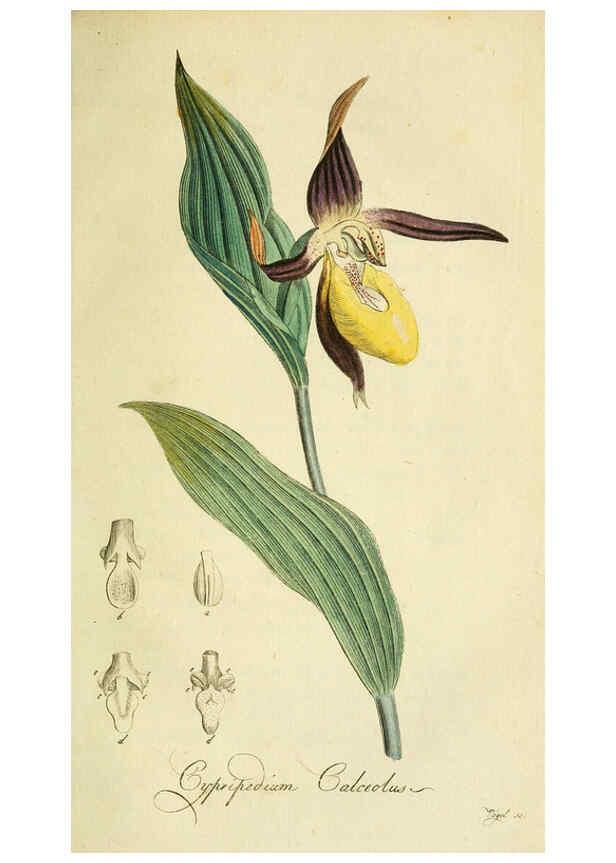 Reproducción/Reproduction 6032627715: Flora Europaea inchoata. fasc.1-7. Norimbergae :Ex Officina Raspeana,1797-1811