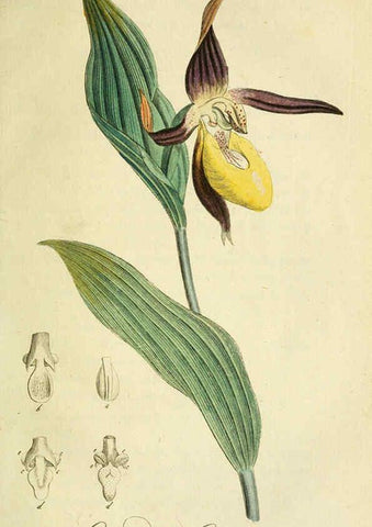 Reproducción/Reproduction 6032627715: Flora Europaea inchoata. fasc.1-7. Norimbergae :Ex Officina Raspeana,1797-1811