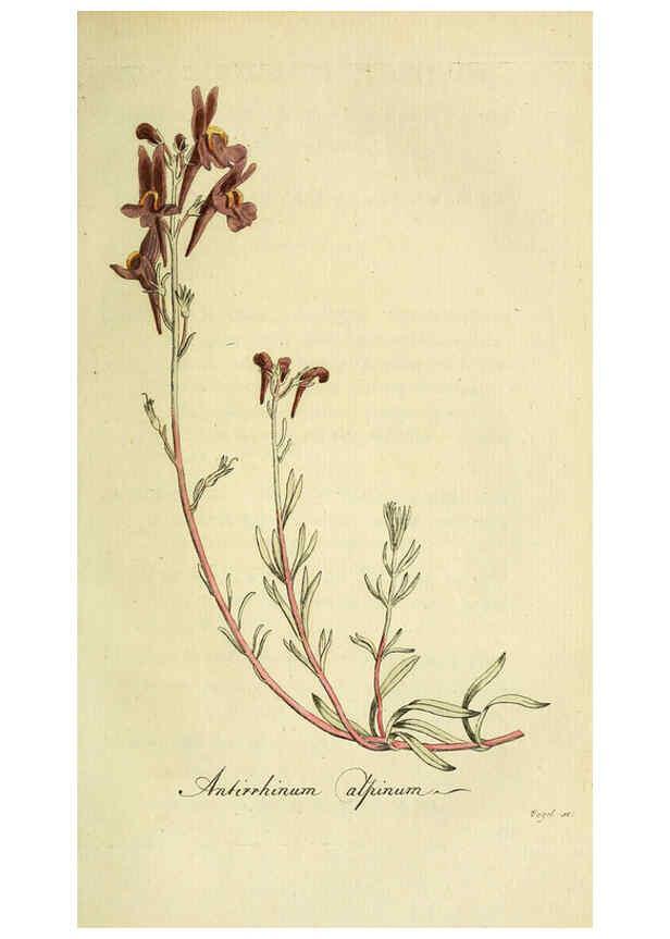Reproducción/Reproduction 6033186462: Flora Europaea inchoata. fasc.1-7. Norimbergae :Ex Officina Raspeana,1797-1811
