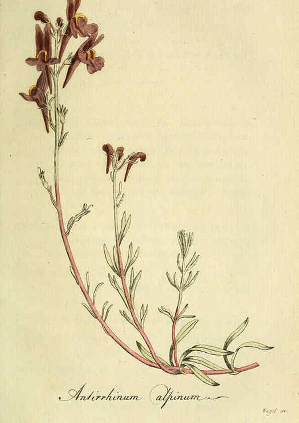 Reproducción/Reproduction 6033186462: Flora Europaea inchoata. fasc.1-7. Norimbergae :Ex Officina Raspeana,1797-1811