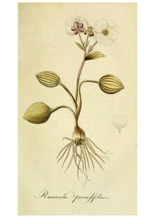 Reproducción/Reproduction 6032628265: Flora Europaea inchoata. fasc.1-7. Norimbergae :Ex Officina Raspeana,1797-1811