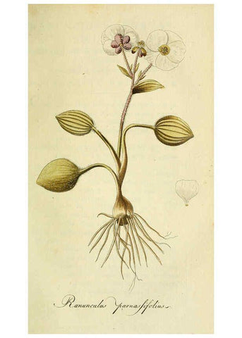 Reproducción/Reproduction 6032628265: Flora Europaea inchoata. fasc.1-7. Norimbergae :Ex Officina Raspeana,1797-1811