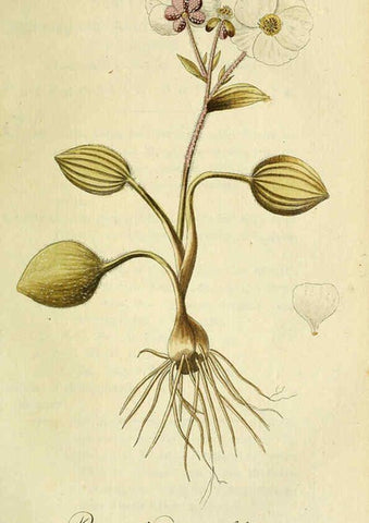 Reproducción/Reproduction 6032628265: Flora Europaea inchoata. fasc.1-7. Norimbergae :Ex Officina Raspeana,1797-1811