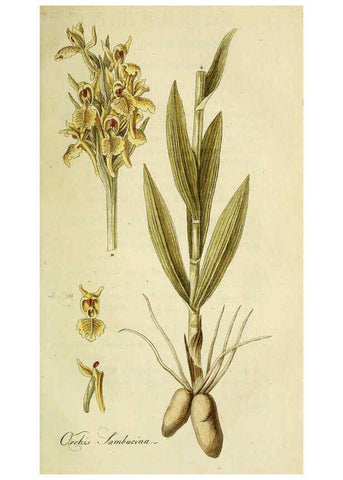 Reproducción/Reproduction 6032628511: Flora Europaea inchoata. fasc.1-7. Norimbergae :Ex Officina Raspeana,1797-1811