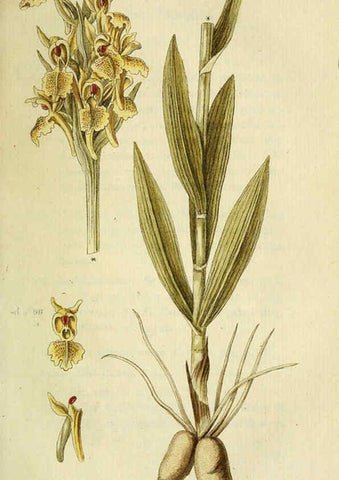 Reproducción/Reproduction 6032628511: Flora Europaea inchoata. fasc.1-7. Norimbergae :Ex Officina Raspeana,1797-1811