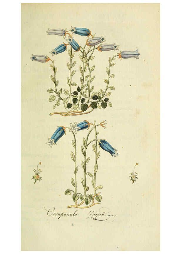 Reproducción/Reproduction 6033187284: Flora Europaea inchoata. fasc.1-7. Norimbergae :Ex Officina Raspeana,1797-1811