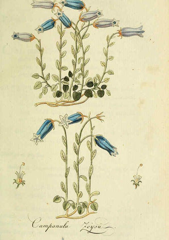 Reproducción/Reproduction 6033187284: Flora Europaea inchoata. fasc.1-7. Norimbergae :Ex Officina Raspeana,1797-1811