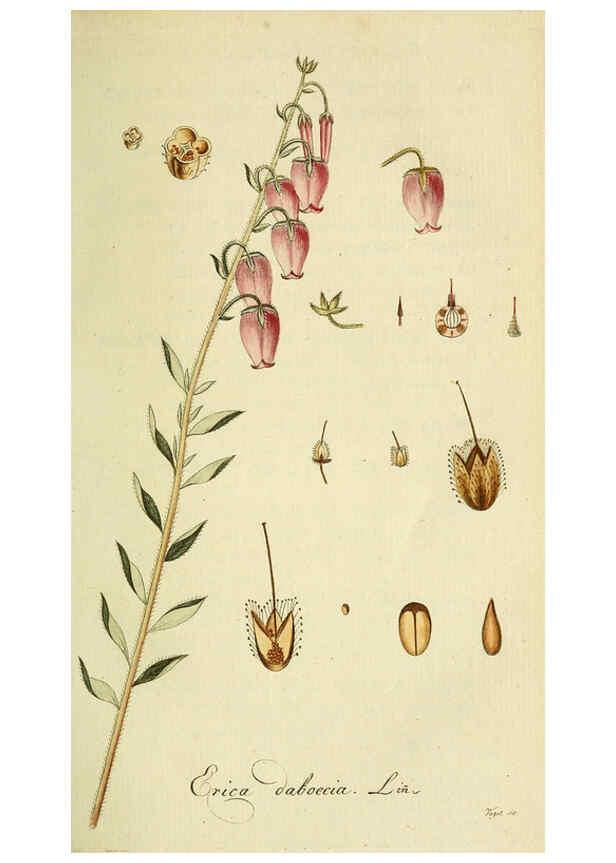 Reproducción/Reproduction 6032626957: Flora Europaea inchoata. fasc.1-7. Norimbergae :Ex Officina Raspeana,1797-1811