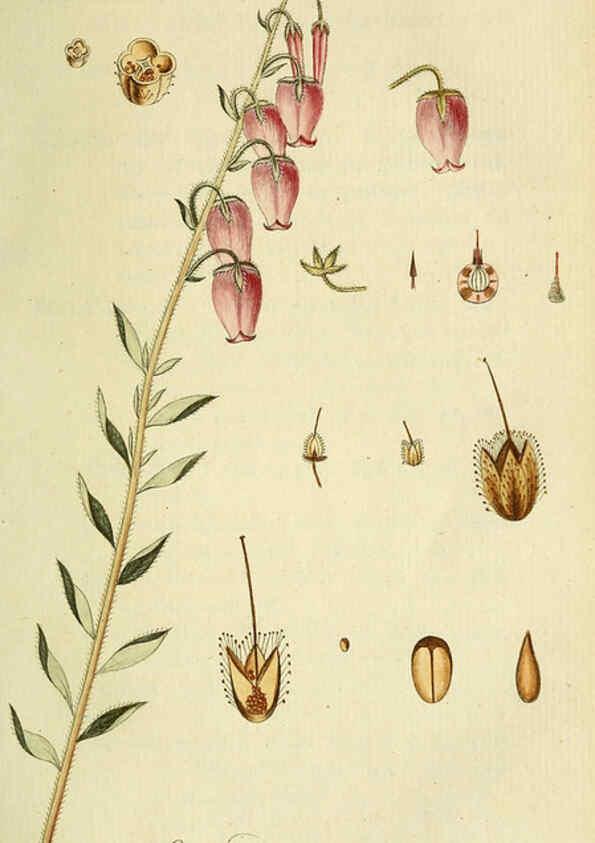 Reproducción/Reproduction 6032626957: Flora Europaea inchoata. fasc.1-7. Norimbergae :Ex Officina Raspeana,1797-1811