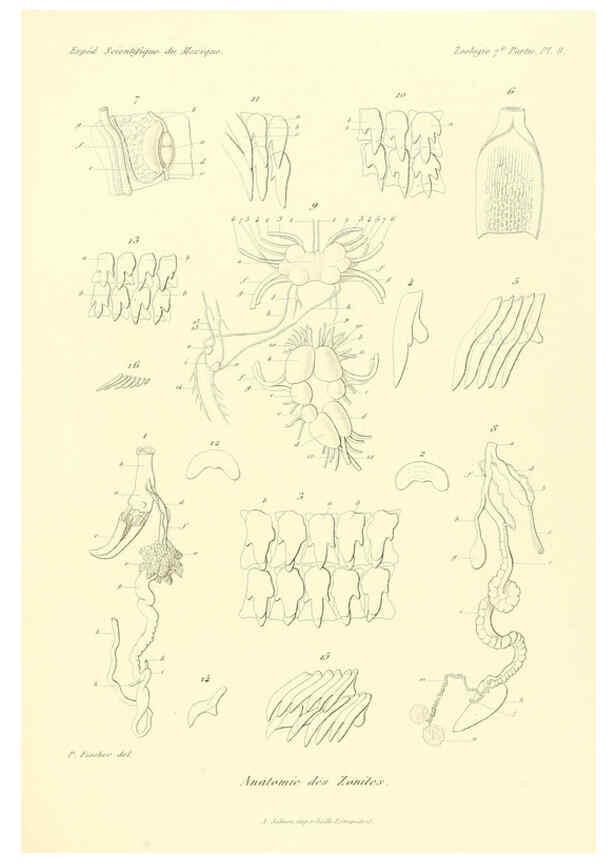 Reproducción/Reproduction 6033125650: Études sur les mollusques terrestres et fluviatales du Mexique et du Guatemala. t.1. Paris :Imprimerie impériale,1870-1902