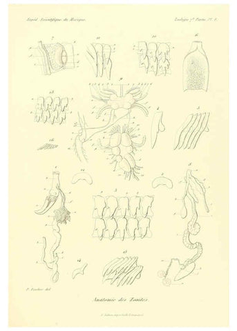 Reproducción/Reproduction 6033125650: Études sur les mollusques terrestres et fluviatales du Mexique et du Guatemala. t.1. Paris :Imprimerie impériale,1870-1902